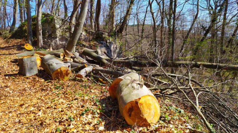 Разбиха организирана престъпна група за незаконен добив на дървесина