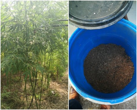 Удар на полицията! Разбиха оранжерия с марихуана край Пловдив