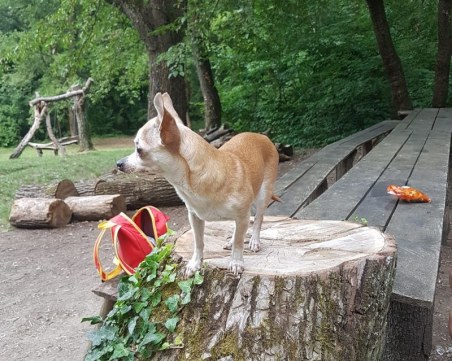 Виждали ли сте я? Парис изчезна от двор в Марково