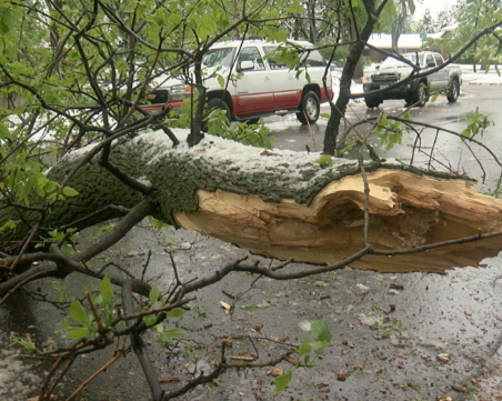 Последствията от бурята в Пловдив: 19 сигнала за паднали дървета и клони, блокирани пътища