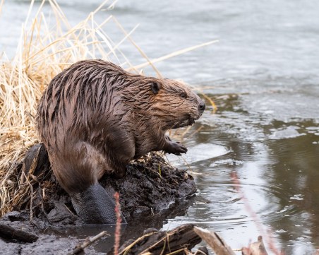 Семейства бобри спечелиха законно 