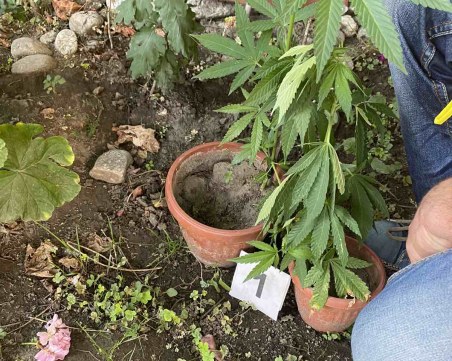 Арестуваха мъж, отглеждал канабис край Пловдив