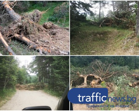 Поредно посегателство към гората - изсякоха здрави борове и елхи край Перущица