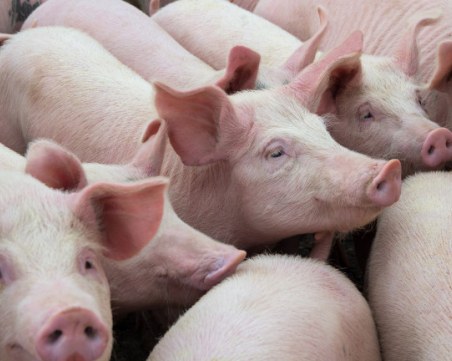 Дадоха над 15 млн. лв обезщетения на потърпевшите от Африканската чума у нас