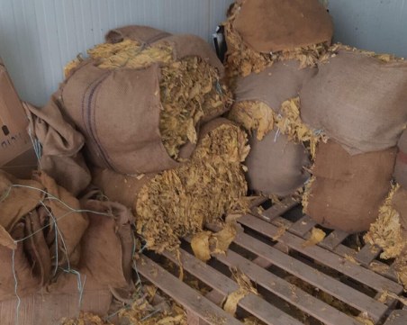 Разбиха цех за тютюн в Столипиново! Арестуваха Мосюто