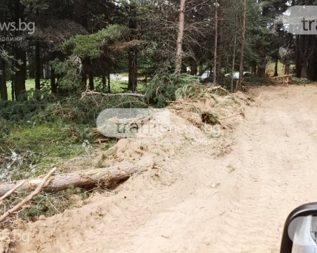 След сигнал на TrafficNews: Какво установи Дирекцията по горите след изсичането на борове и елхи край Перущица?