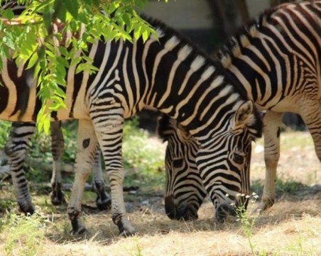Софийският зоопарк получи стадо равнинни зебри