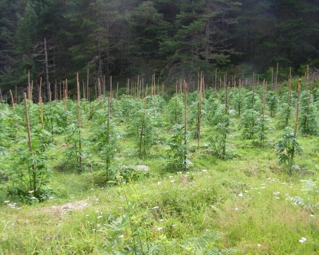 Спецакция! Откриха нива с марихуана, унищожиха 5 тона канабис