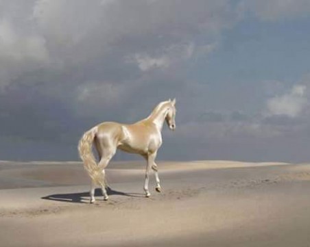Древният ахал-теке - златният кон на пустинята