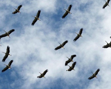 Волтова дъга покоси цяло ято щъркели