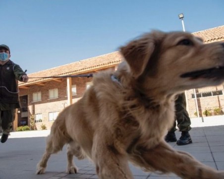 Кучета на летището в Дубай откриват коронавирус при пътниците