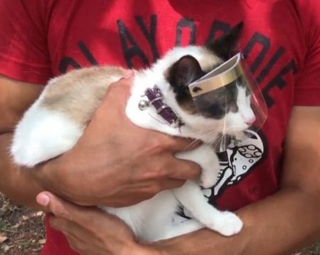 Мексиканец създаде предпазни шлемове за котки