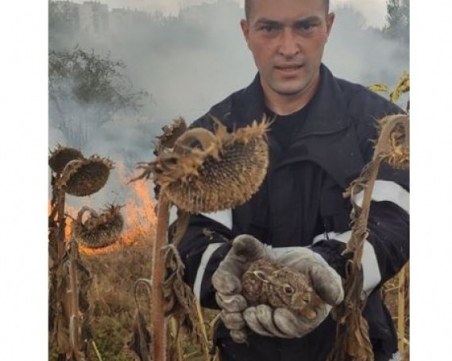 Пожарникар спаси зайче от огнена стихия