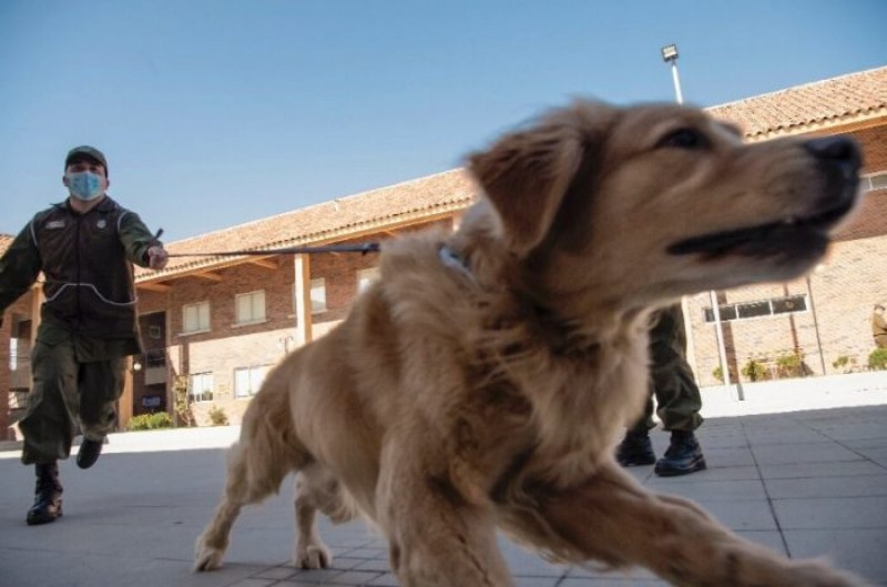 Кучета на летището в Дубай откриват коронавирус при пътниците