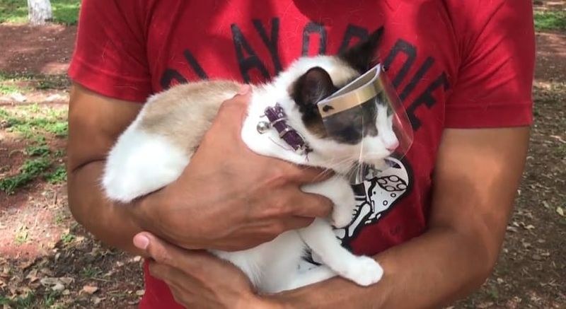 Мексиканец създаде предпазни шлемове за котки