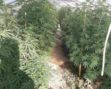 Голяма оранжерия с марихуана откриха криминалисти в местност край Пазарджик