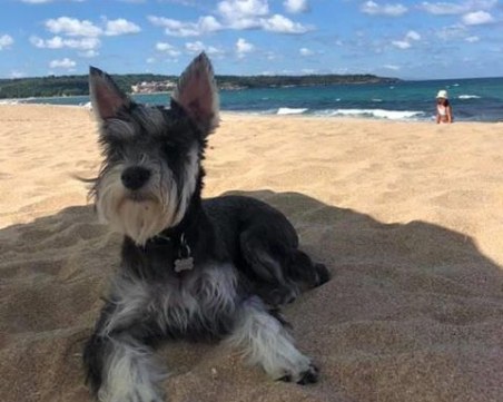 Виждали ли сте Юки? Изгубил се е в Пловдив