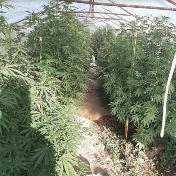 Голяма оранжерия с марихуана откриха криминалисти в местност край Пазарджик