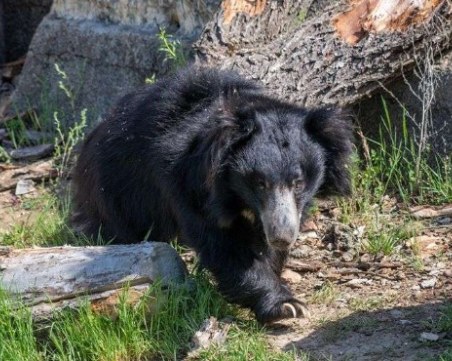 Мечка от зоопарка в София попадна в болница след подхвърлена храна от посетители