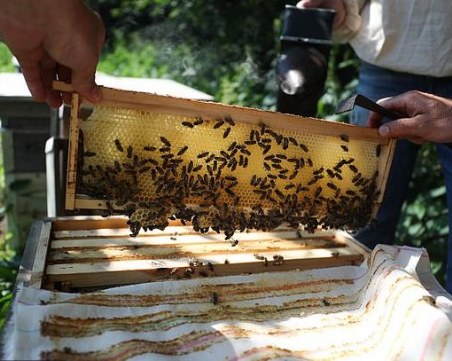 Медът бие антибиотика в лечението на кашлица и болки в гърлото