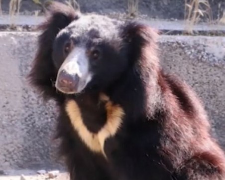Заради подхвърлена храна: Мече от столичния зоопарк влезе в болница