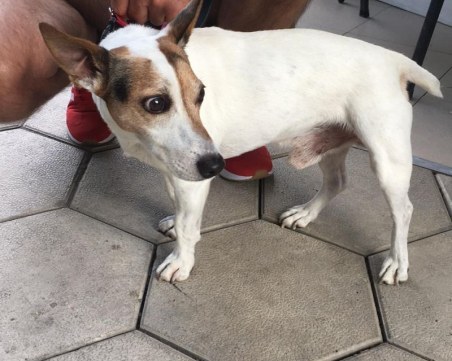 Намерен е мъжки Джак Ръсел, познава ли си го някой?