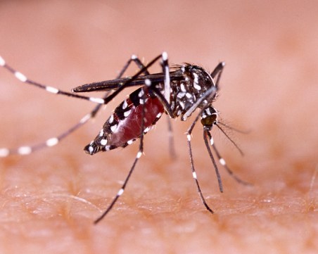 САЩ пуска 750 милиона генно модифицирани комари