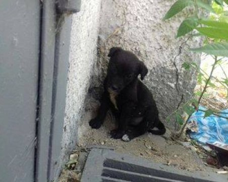 Този мъник търси приемно семейство! Кротък и обичлив!