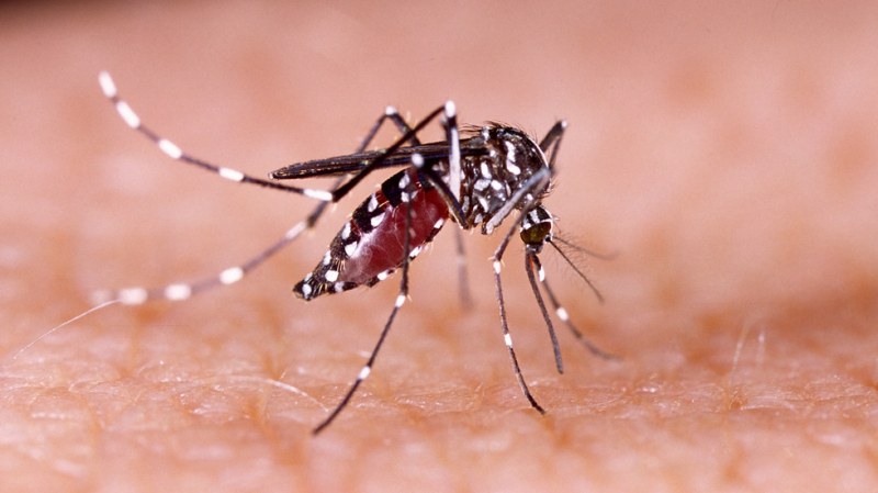 САЩ пуска 750 милиона генно модифицирани комари