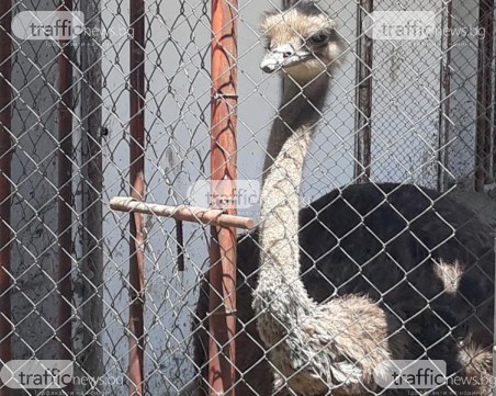Крем-карамел с щраусови яйца на час път от Пловдив