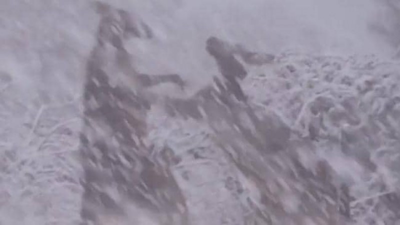 Невероятно: Сняг падна посред лято, две кенгура играят под снежинките