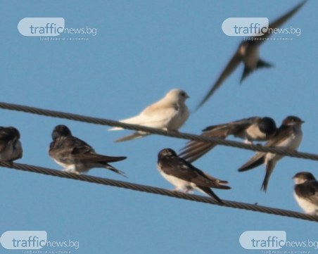 Бяла лястовица долетя в кукленско село