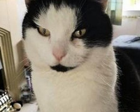 Котарак клептоман краде бельото и чорапите на съседите