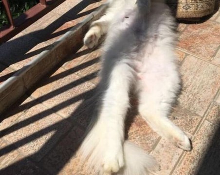 Джиджи изчезна в Кършияка, виждали ли сте я?