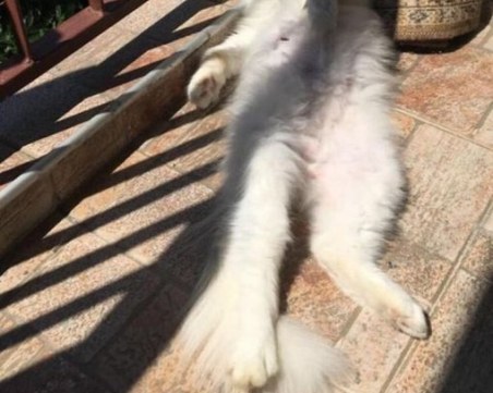 Щастлива развръзка! Изчезналата в Кършияка Джиджи вече си е у дома