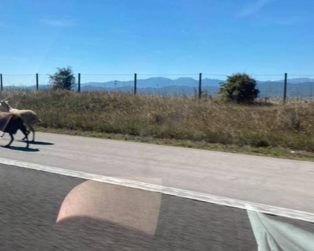 Овце се разхождат по АМ 