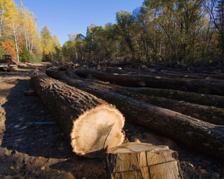 Подаваме сигнал за незаконна сеч чрез мобилно приложение