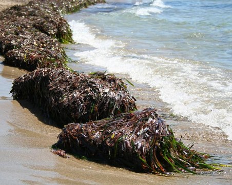Сигнал за замърсяване по Черноморието , оказаха се – морски треви