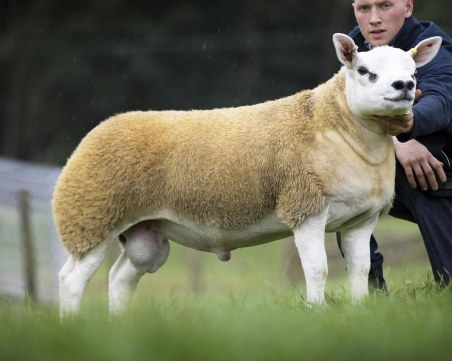 Просто шотландци: Продадоха агне на търг за 368 000 британски лири