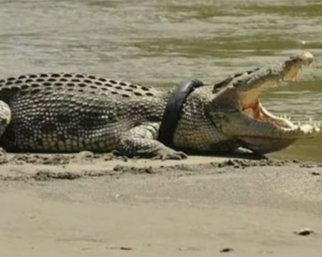 Крокодил се появи в река в Германия