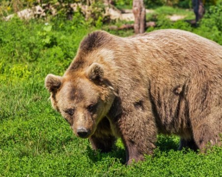 Мечка влезе в супермаркет в Калифорния