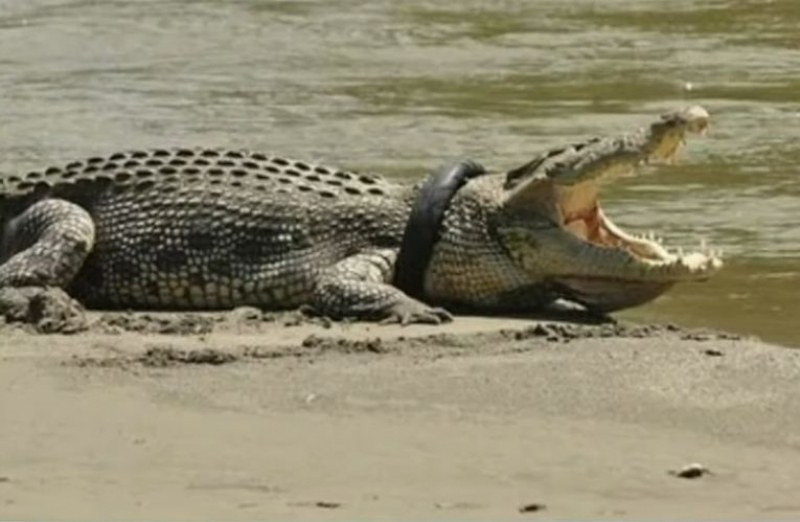 Крокодил се появи в река в Германия