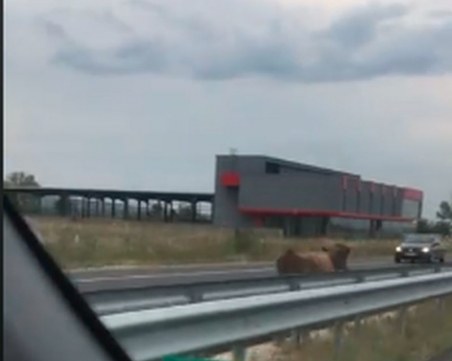 Опасност на пътя! Теле се разхожда между платната на Асеновградско шосе