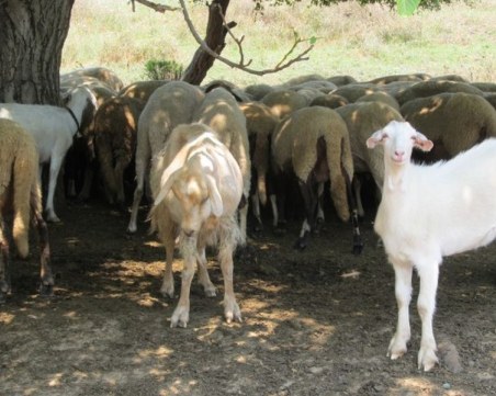 Започва мащабно проучване за разпространението на Ку-треска сред рискови групи у нас