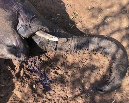 Масова смърт на слонове в Зимбабве