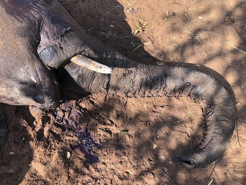 Масова смърт на слонове в Зимбабве