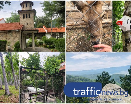 На час от Пловдив: Манастирът с 500-годишна лоза, зоокът и 