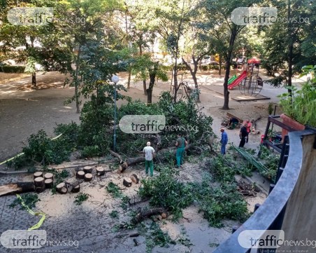 След инцидента с три коли в Пловдив: Разчистват опасните клони в района