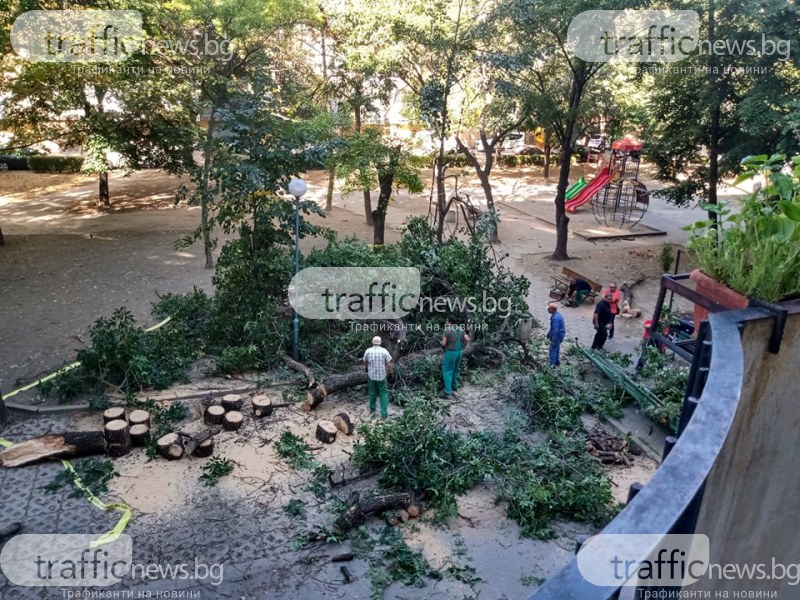 След инцидента с три коли в Пловдив: Разчистват опасните клони в района