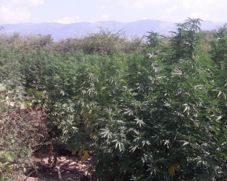 Задържаха 42-годишен мъж, собственик на плантация за  канабис